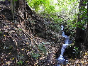 „Lover’s Walk“ im Auckland Domain