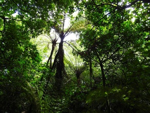 „Lover’s Walk“ im Auckland Domain