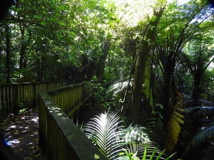 „Lover’s Walk“ im Auckland Domain