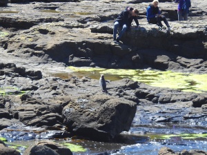 Ein Gelbaugenpinguin