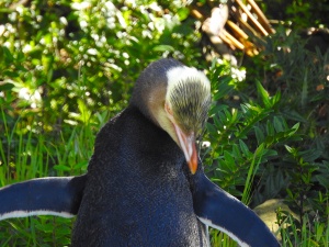 Ein Gelbaugenpinguin