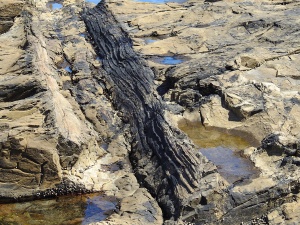 Versteinerte Bäume an der Curio Bay