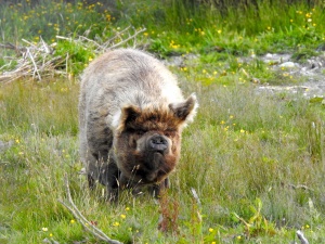Unsere Nachbarn in Haast