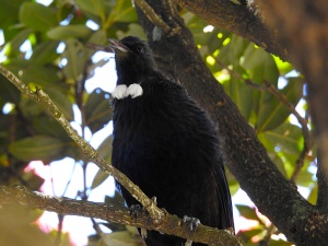 Der Tui