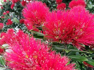 Pōhutukawa (New Zealand Christmas Tree)