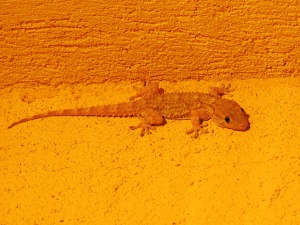 ...ein weiterer Gast