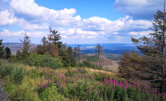 Harzblick vom Wurmberg